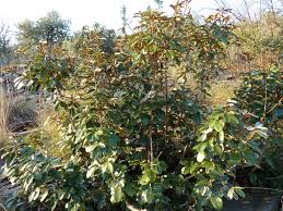 Image result for Englerophytum