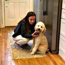 Male Vs Female Labradoodles