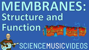 Students learn about the different structures that comprise cell membranes, fulfilling part of the research and revise stages of the legacy cycle. Cell Membrane Structure And Function Youtube