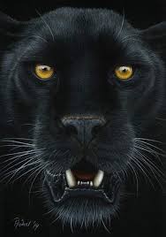 Pantera Big Cats Art Panther Panther Cat