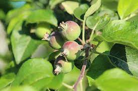 Botanically speaking, species of fruit trees can also include trees that produce berries or nuts. Fruit Tree Identification Guide Wild Town