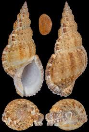 Image result for Chenolea