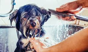 South birmingham based dog groomers. Dubai Dog Grooming Coupons And Vouchers Save Up To 70 On Dog Grooming In Dubai With Groupon Ae