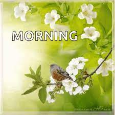 Check spelling or type a new query. Good Morning Birds Gif Good Morning Birds Flowers Discover Share Gifs