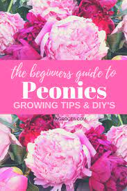 Beginners Guide To Peonies Growing Tips And Beautiful Diys Shifting Roots Growing Peonies Flower Beds Peonies