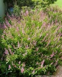 Image result for Ocimum labiatum