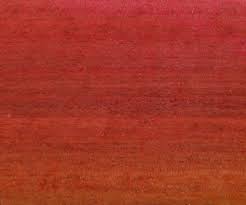 Image result for Berchemia zeyheri