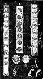 Image result for Chlorophytum macrosporum