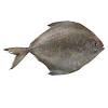 Ikan tenggiri ikan tenggiri mayoritas berada di perairan laut sumatera. 1