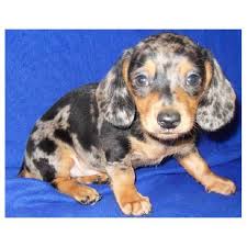 Maybe you would like to learn more about one of these? Male Silver Dapple Short Hair Dachshund Puppy Dapple Dachshund Dapple Dachshund Puppy Dachshund Puppies