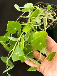 Image result for Senecio oxyriifolius