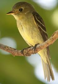 Black Bird With Bright Yellow Belly Yellow Bellied Flycatcher Pretty Birds Pet Birds Birds
