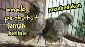 Mata burung perkutut betina agak kecil sedangkan yang jantan seperti melotot (garang) kepala burung perkutut betina lebih kecil di banding yang jantan Cara Mengetaui Ciri Jantan Dan Betina Anak Perkutut Youtube