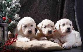 New Post Christmas Lab Puppy Wallpaper Interesting Visit Xmast Site Puppies Labrador Retriever Puppies Lab Puppy