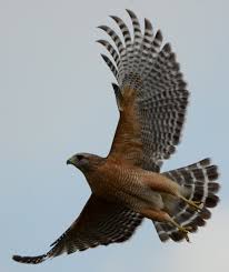 Florida Birds Of Prey Images Red Shouldered Hawk Taking Flight At Green Cay Wetlands Florida Hawk Pictures Red Tailed Hawk Hawk Wings