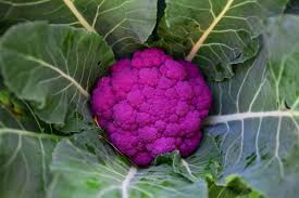 You can harvest cauliflowers throughout the year, depending on when you sow. How To Grow Cauliflower
