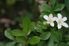 We did not find results for: Bunga Kemuning Alamendah S Blog