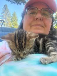 Lost intact male kitten