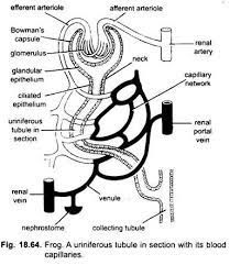 Urinogenital System Of Frog With Diagram Chordata Zoology