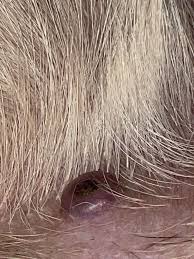 Image result for cuterebriasis in dogs