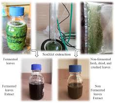 Image result for Indigofera secundiflora