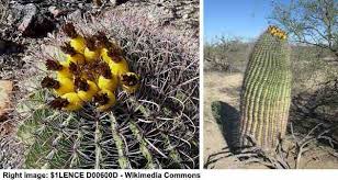 That may be true, but there are about 2000 types of cacti, and they come in different shapes, sizes, and colors. 14 Types Of Cacti For Indoors And Outdoors Including Pictures