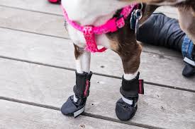 Discover crafting ideas and trending searches about diy crafts & projects with step by step instructions, and more. The Best Dog Boots Reviews By Wirecutter