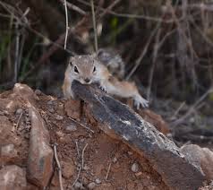Picture of a ground squirrel. Antelope Ground Squirrel Grand Canyon Parashant National Monument U S National Park Service