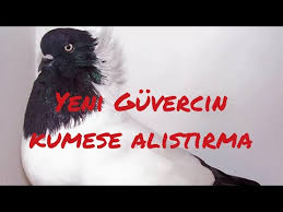 Guvercinler 2 Gunde Nasil Alisir Youtube
