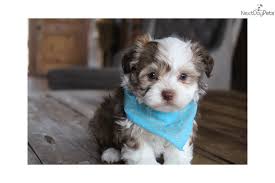 Lovely havanese puppies for sale. Hank Havanese Puppy For Sale Near Little Rock Arkansas 6f566814 1ca1 Havanese Puppies For Sale Havanese Puppies Puppies For Sale