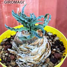 Image result for Drimia calcarata