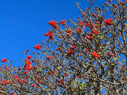 Image result for Erythrina abyssinica × lysistemon