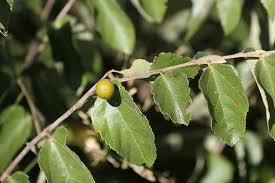 Image result for Diospyros loureiriana