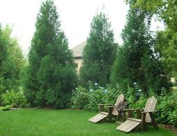 Protecting your image & investment. Privacy Plantings Privacy Landscaping Backyard Landscaping Designs Privacy Plants