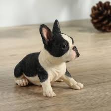 Image result for boston terrier