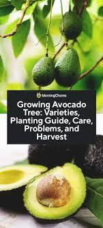 There are some varieties that are suitable for pots. Growing Avocado Tree Varieties Planting Guide Care Problems And Harvest
