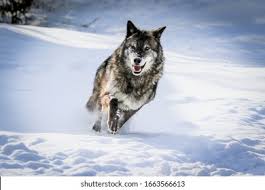 We did not find results for: 7 Free Wolf Stock Photos Cc0 Images