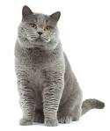 The Difference Between a British and American Shorthair ...