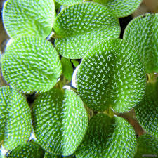 Image result for Salviniaceae