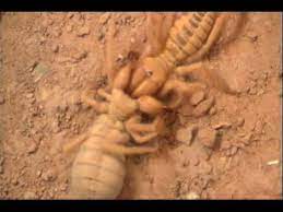 Camel spiders will not be attracted to you, but if there happens to be delicious prey nearby, it will not hesitate even though camel spiders won't eat human food, the food may attract insects that do. Camel Spider Fight Youtube