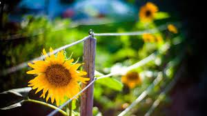Sunflower Garden Hd Wallpaper Wallpaperfx Sunflower Garden Sunflower Flower Sunflower Wallpaper