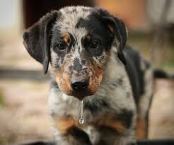  A Little History About Beaucerons Puppies
