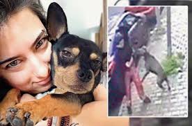 Son Dakika Pitbull Dehsetinde Sahibe 6 Ay Hapis Cezasi Istendi Son Dakika Haberleri