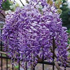 Blue rain, wisteria color of the blossoms: Buy Beautiful Blue Moon Wisteria Vine Plant Attracts Hummingbirds Potted Plant Fragrant Flowers In Dormancy 2 3 Feet Online In Turkey B08b52fn1v