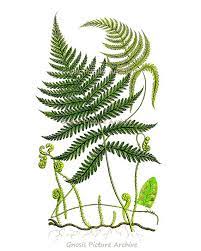 Vintage fern original botanical collage art no. Fern Garden Botanical Print No 9 Wall Art Old Victorian Art Etsy Botanical Prints Fern Art Botanical Illustration
