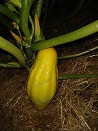 Stop picking your zucchini and squash blossoms you lunatics! Identify The Squash 579244 Ask Extension