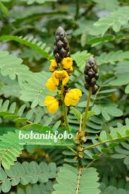Image result for Senna didymobotrya