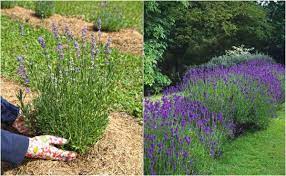 A favorite variety for wands or sachets as the flowers retain their fragrance and color when dried. How To Plant A Lavender Hedge 12 Reasons Why You Should