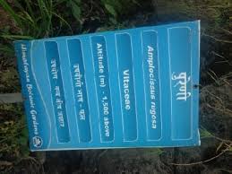 Image result for Ampelocissus obtusata