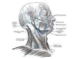 Kopf Hals Anatomie Lymphgefasse Und Abfluss Und Ganglien